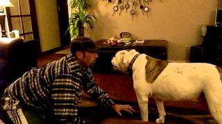 American bulldog attack [upl. by Galer]