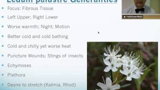 Ledum Palustre Homeopathic Medicine Tips For Beginners [upl. by Lahpos]