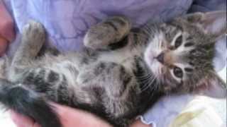 Orphaned Kitten Care How to Videos  How to Wean Orphaned Kittens onto Solid Foods [upl. by Hussein]