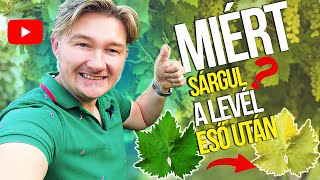 🍇 MIÉRT SÁRGULNAK A SZŐLŐ LEVELEI  Hogy sikerültek az oltások [upl. by Yrakcaz]