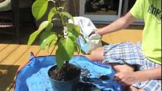 Indian Banyan Tree Update and Repot  Ficus benghalensis [upl. by Einned]