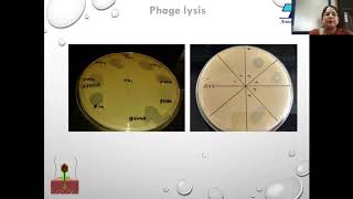 How phagebiotics control vibriosis in Aquaculture [upl. by Weeks438]