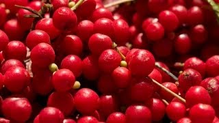 Health Benefits Of Schizandra Berry [upl. by Encrata]