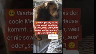 🐾 Paula hält das nicht mehr aus 😞🥺😂 süßepaula humor hundeliebhaber labradorliebe whereismydad [upl. by Carbone]