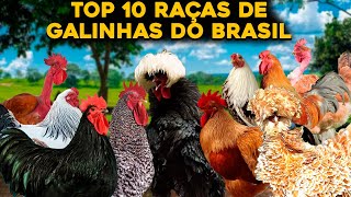 TOP 10 PRINCIPAIS RAÇAS DE GALINHAS DO BRASIL  INCRÍVEL [upl. by Llamaj]