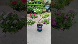 Multi colour flower🌺 plants idea💡केसा लगा मुजे बताना  shorts gardening [upl. by Seidel]