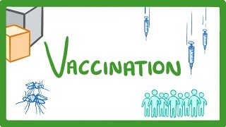 GCSE Biology  What Are Vaccines Are They Safe How Do They Work Vaccines Explained 39 [upl. by Rafaela]