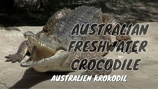 Australian Freshwater Crocodile Johnstons Crocodile Crocodylus johnsoni  Australien Krokodil [upl. by Nosreip]