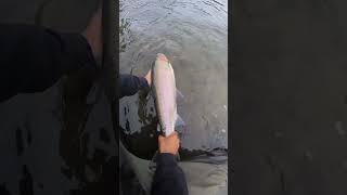 2 steelheads on the Kispiox river Catch and release [upl. by Mcculloch]