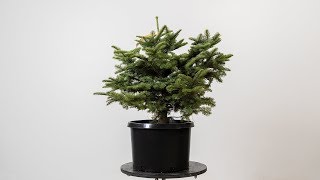 What is the Easiest Bonsai for a Beginner [upl. by Windsor]