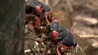 Are cicadas dangerous to your pets [upl. by Elehcin813]