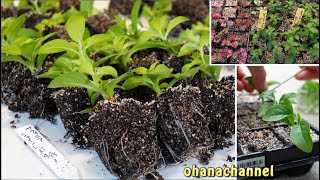 サフィニア挿し芽から植え替えまで❕３パターン🌺Petunia Surfinia Propagate from Cuttings❕ [upl. by Haikan296]