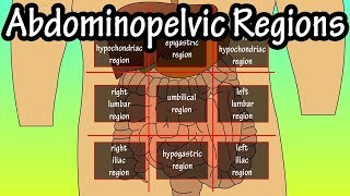 Abdominopelvic Quadrants And Regions  Abdominal Quadrants [upl. by Lukash851]