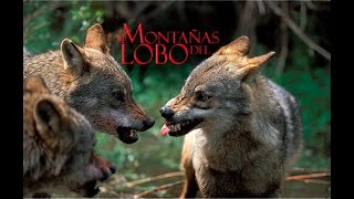 Las Montañas Del Lobo Documental Completo  Bitis Documentales [upl. by Kenward418]