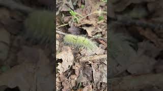 American Dagger Moth Caterpillar nature naturelovers insects wildlife [upl. by Cope]