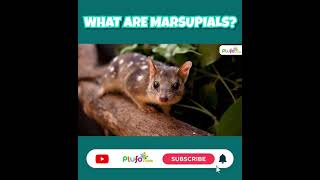 What are Marsupials Animals  Marsupial Mammals  Science for kids marsupials plufo shorts [upl. by Ydissac747]