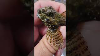 Wooly Sculpin caught Fishing from the Cliffs werftv [upl. by Dey]