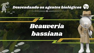 AGENTES BIOLÓGICOS  Conheça a Beauveria bassiana [upl. by Kcirdehs]