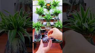 indoor plants bottle decoration indoorplants plantscare bottleplanter shortsfeed [upl. by Niveb]