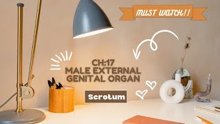 male external genital organs  scrotum easy explanation [upl. by Dorsey]