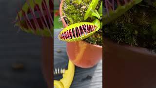 How Many Flies Can a Venus Flytrap Eat [upl. by Itnuahsa684]