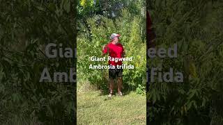 Plant Walk  Giant Ragweed [upl. by Aneerhs]