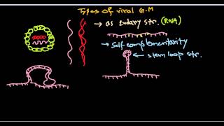 15 Genome structure of virus [upl. by Charbonneau370]