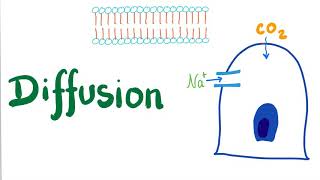 Diffusion Simple and Facilitated [upl. by Telracs]