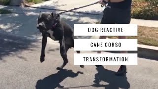 Dog Training Transformation  Leash Aggressive Cane Corso [upl. by Patric237]