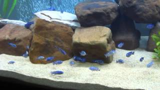 Demasoni African Cichlid Mbuna Fish Tank Malawi 6Ft Tank 120 gallon [upl. by Ahsener]