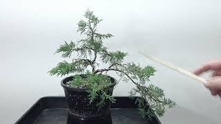 BonsaiRohlingHandelswareWacholder Juniperus [upl. by Fita]