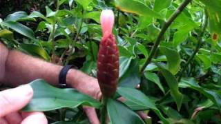 COSTUS ARABICUS VARIEGATA SPIRAL GINGERN PROPAGATION AND CARETIPS [upl. by Cirted]