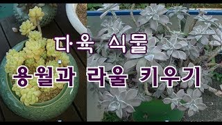 다육식물 용월과 라울 키우기 Graptopetalum paraguayense and Sedum Clavatum [upl. by Sucramad181]