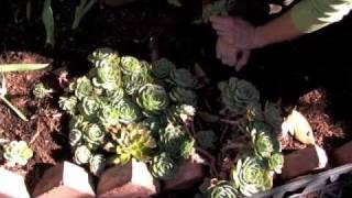 An easy way to transplant succulents [upl. by Martreb382]