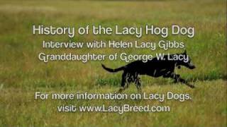 Helen Lacy Gibbs  Lacy Dog Temperament and Drive [upl. by Simpkins436]