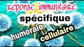 La réponse immunitaire spécifique à médiation humorale et à médiation cellulaire [upl. by Anayi]