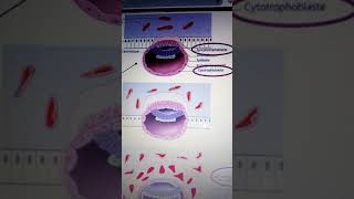 Physiologie placentaire  le trophoblaste au cours de la 2 eme semaine de développement [upl. by Llenrag]