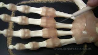 Ligaments of the Hand [upl. by Etterraj]