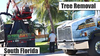 TreeJaws is pioneering the new way of tree removal in South Florida [upl. by Sudhir]