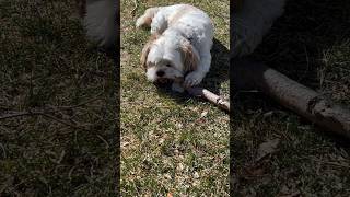 Mojo the Dog chews on a natural wood stick he found in the yard cutedogs 🐶 [upl. by Seuguh]