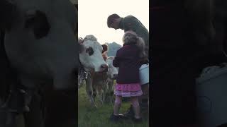 Kälber salzen 🐮🧂 und Heidelbeeren pflücken auf der Filzmoosalm ⛰️ [upl. by Eisak]