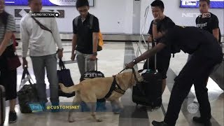 Simulasi Pelatihan Anjing Pelacak di Bandara Soekarno Hatta  Customs Protection [upl. by Noslien]