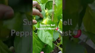 Sunbrite bell pepper harvest 2024 [upl. by Jorry899]