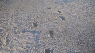 White Sands National Park hosting presentation on fossilized footprints found in park [upl. by Letreece]