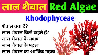 लाल शैवाल  Red Algae  Rhodophyta  characteristics and importance of red algae  Rhodophyceae [upl. by Dewitt]