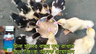 china haser baccha sustho rakhar jonno Zinc onek proyojon চিনা হাঁসের বাচ্চা মারা যাওয়ার কারন [upl. by Anifesoj]