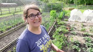 Planting out more Brassica To Annexe GH  Brassica Cage  Weed garden paths amp put wood chipping down [upl. by Sillsby]