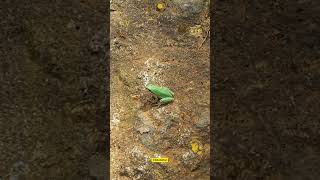 A small green Frog sunbathing near the Tariaqueri Hill Trail Tzintzuntzan 4K bikehattan México [upl. by Alur]