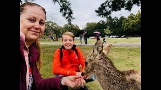 Feeding The Deer at Nara Deer Park Japan [upl. by Thill]