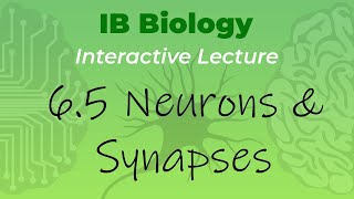 IB Biology 65  Neurons amp Synapses  Interactive Lecture [upl. by Rockie764]